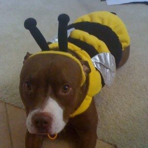 Meet your Posher, Shannon